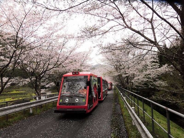 【JR福山駅発】錦帯橋の桜と錦川鉄道・とことこトレインお花見列車 日帰り3